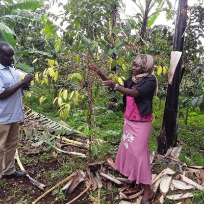 Bctb Survey Mbale