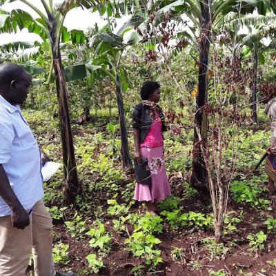 Diagnosing Cause Of Tree Death Bulambuli