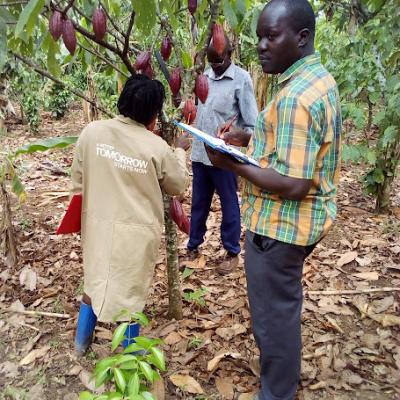 Documenting Cocoa Production Constraints Ksawo Mukono District