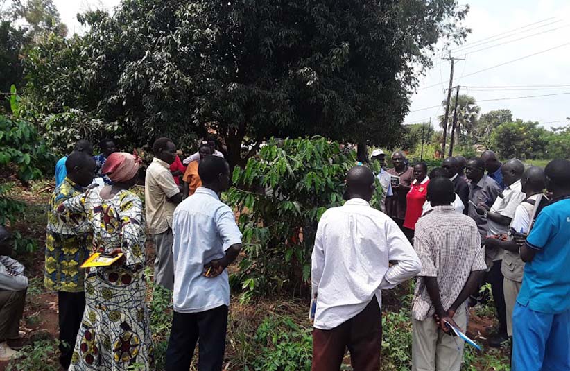 Domestication and Commercialization of Acholi Indigenous Wild Vegetables and Fruits