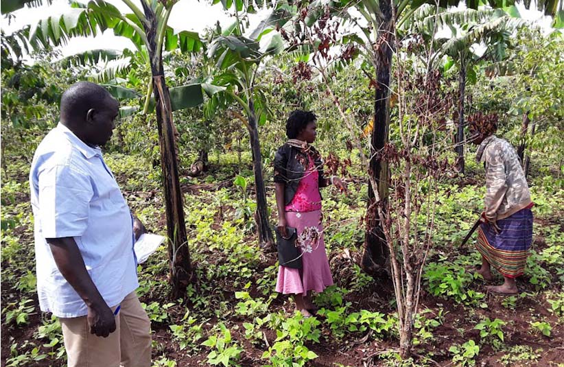 Northern Uganda Cashew and Macadamia initiative